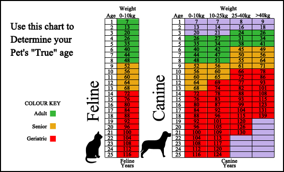 california vet hospital - Surveillance Screening