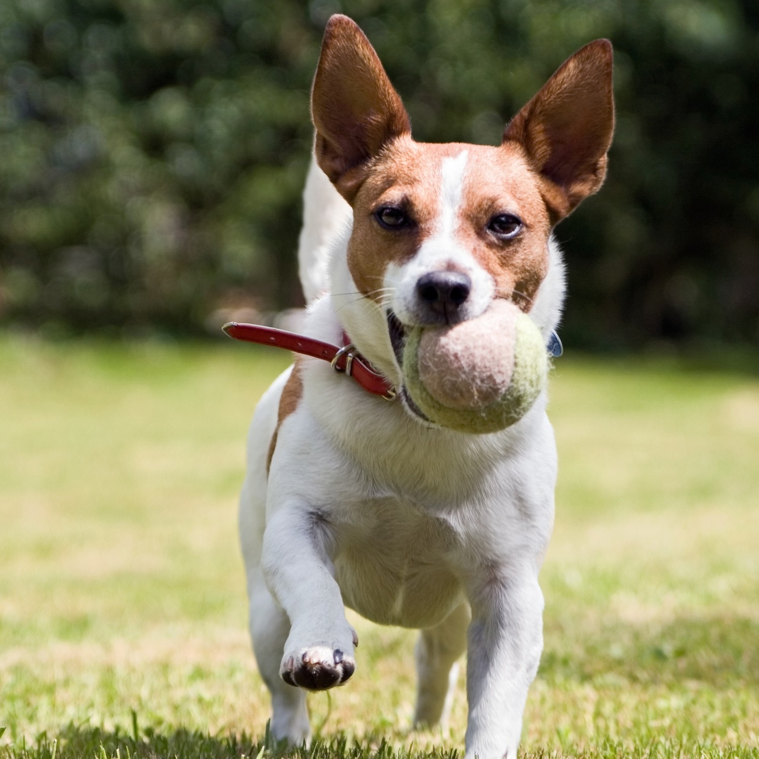 About california vet hospital in Gardena, CA About california vet hospital in Gardena, CA